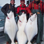 Alaska Halibut Fishing Fish For Halibut In Alaska Alaska Fish On