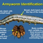 Armyworm Identification armywcht Department Of Entomology