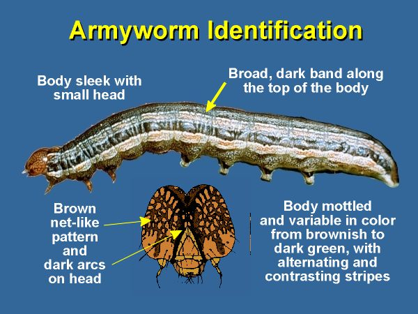 Armyworm Identification armywcht Department Of Entomology