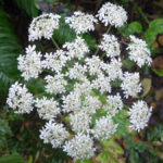 Cow Parsnip Heracleum Maximum