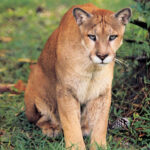 Crowded Florida Panthers May Find New Home In Central Florida WFSU