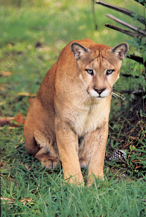 Crowded Florida Panthers May Find New Home In Central Florida WFSU