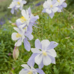 Delicate looking Columbine The Colorado State Flower Colorado