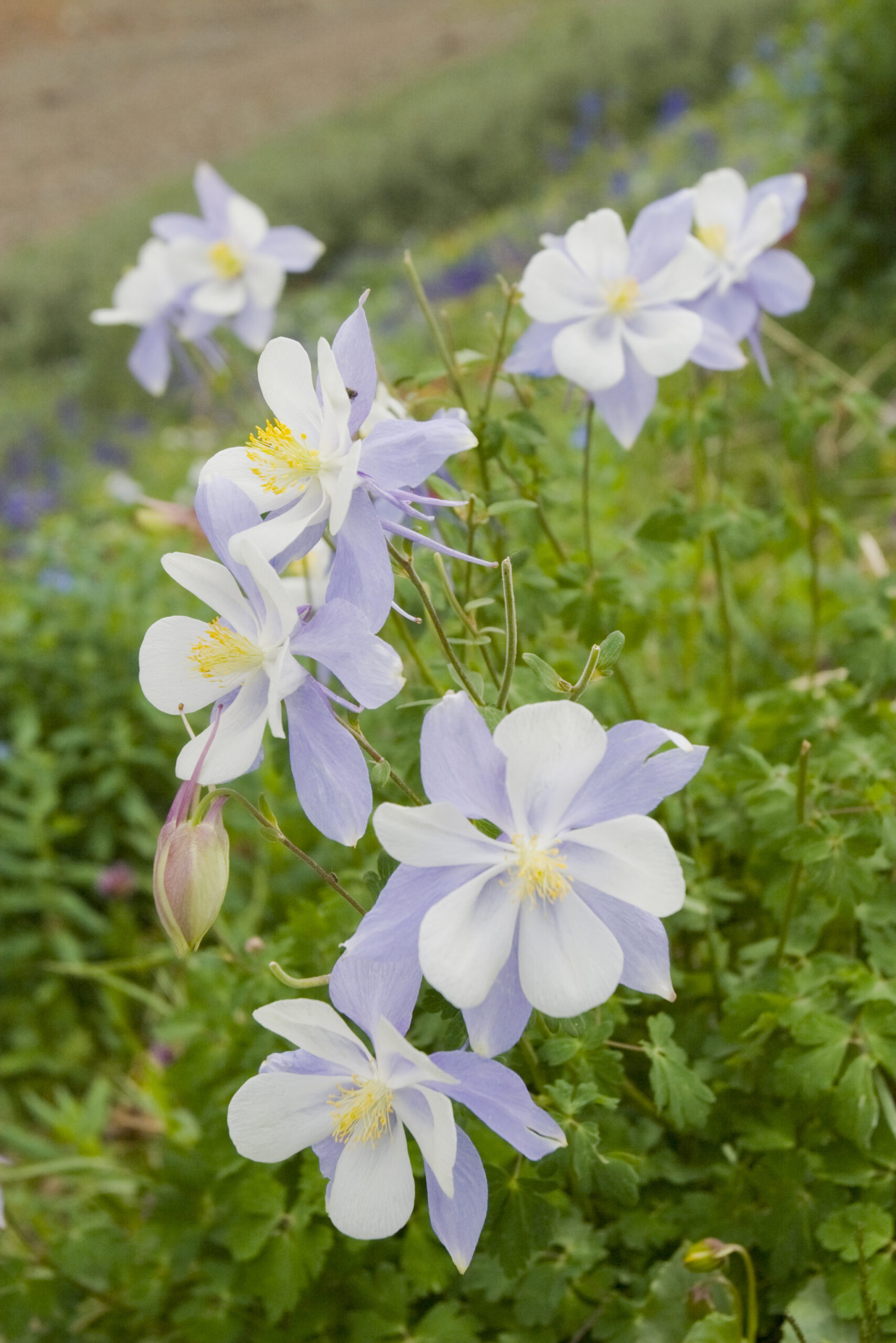 Delicate looking Columbine The Colorado State Flower Colorado