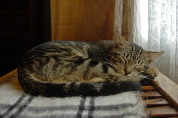 Do Cats Experience Deep Sleep Pets