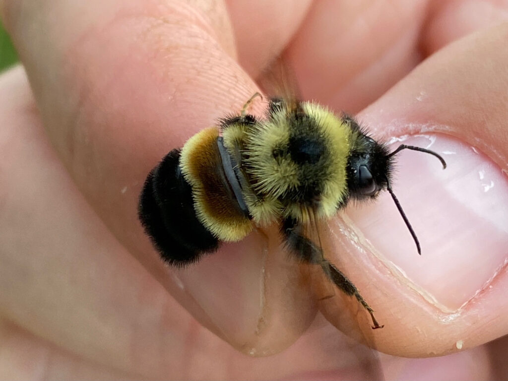 From Buckthorn To Endangered Bumblebees A Habitat Success Story 