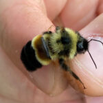 From Buckthorn To Endangered Bumblebees A Habitat Success Story