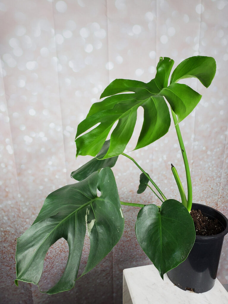 Large Form Monstera Deliciosa Seed SPORT Variegated Plant Etsy