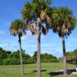 Sabal Palm South Florida Trees