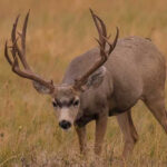 The 4 Biggest Mule Deer Kills In The Record Books