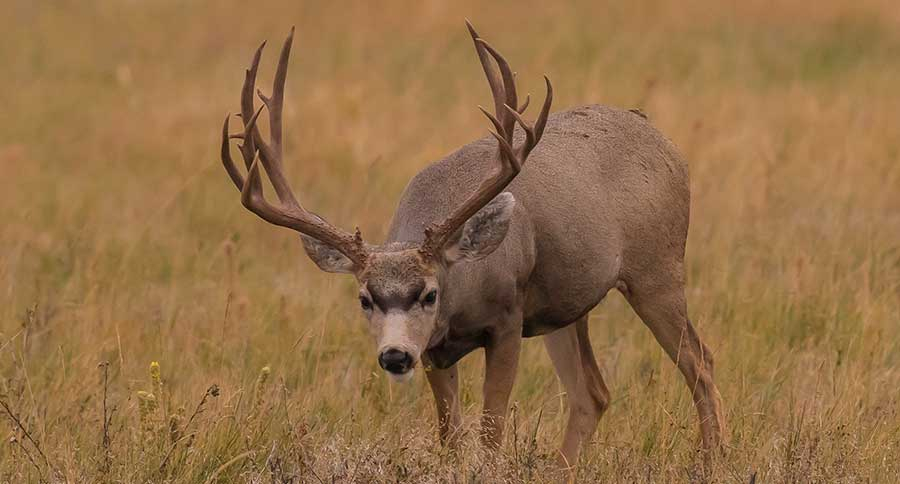 The 4 Biggest Mule Deer Kills In The Record Books